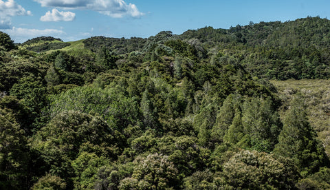 Forêts indigènes et biodiversifiées