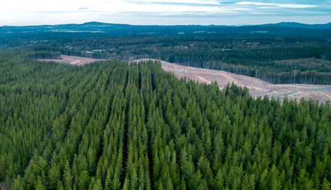 Forêt de pins en monoculture